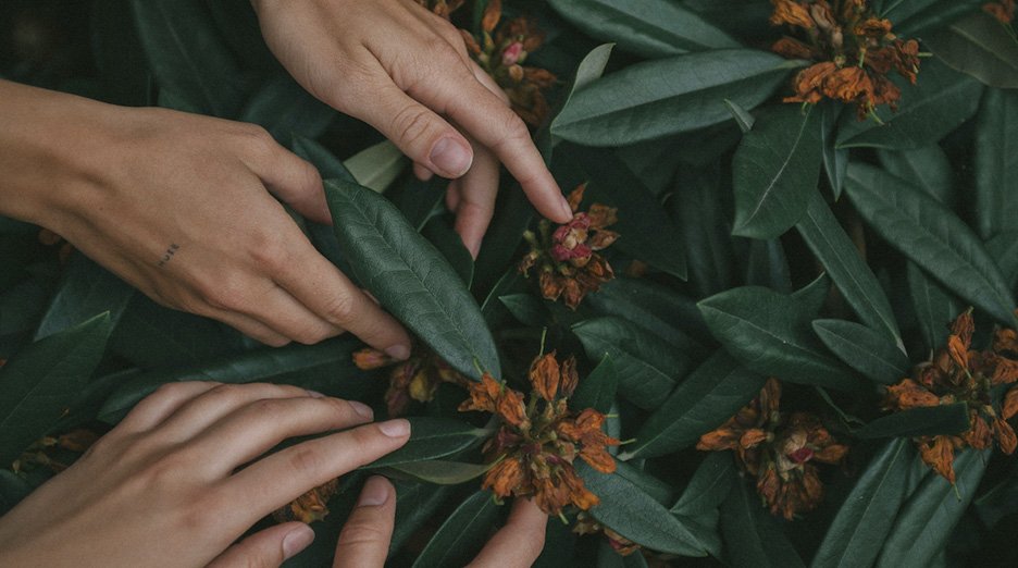 Hands going across leaves