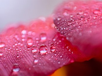 Closeup of water drops on pink rose flower