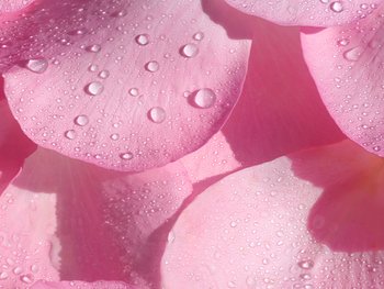 Closeup of pink rose petals with water drops
