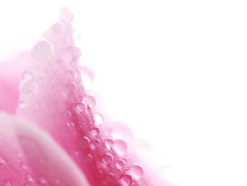 Closeup of pink orchidea petails