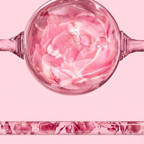 Waterdrops on a rose