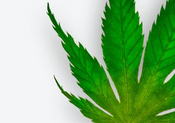 Garnier ingredients Cannabis hello hemp