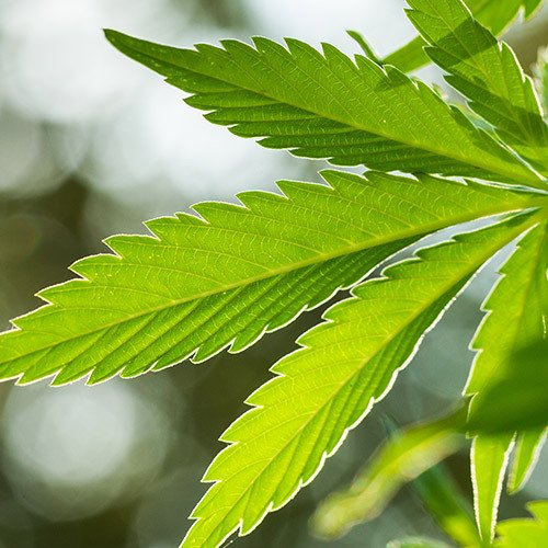 Ingredient Cannabis