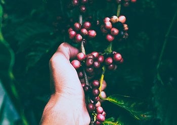 Garnier ingredients Cranberry the appeal of cranberry