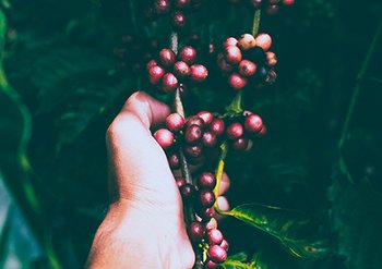 Garnier ingredients Cranberry the appeal of cranberry