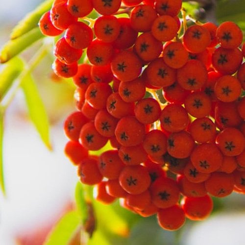 Ingredient Cranberry