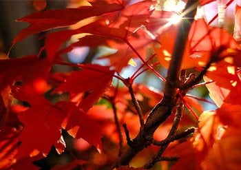 Garnier ingredients Maple nurture meets nature