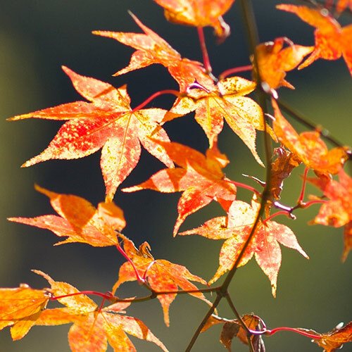 Ingredient Maple