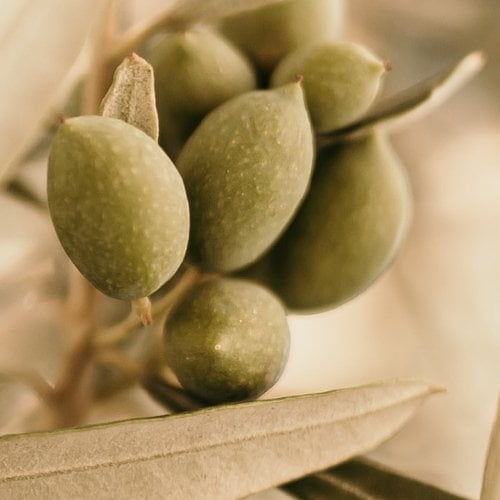 Ingredient Olive