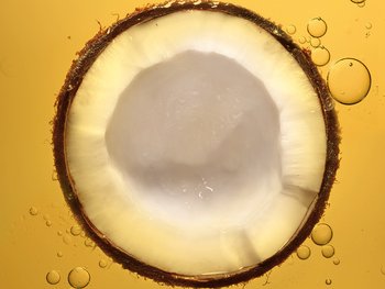 A cross-section of a coconut.