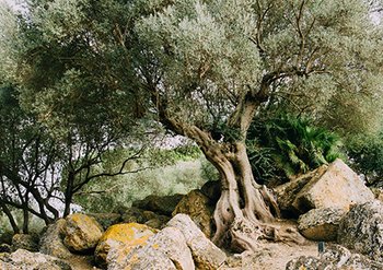 Garnier ingredients Olive love for olives