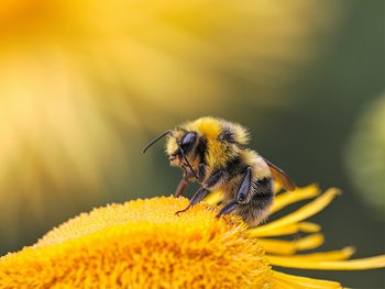 Bee resting on a yellow flower